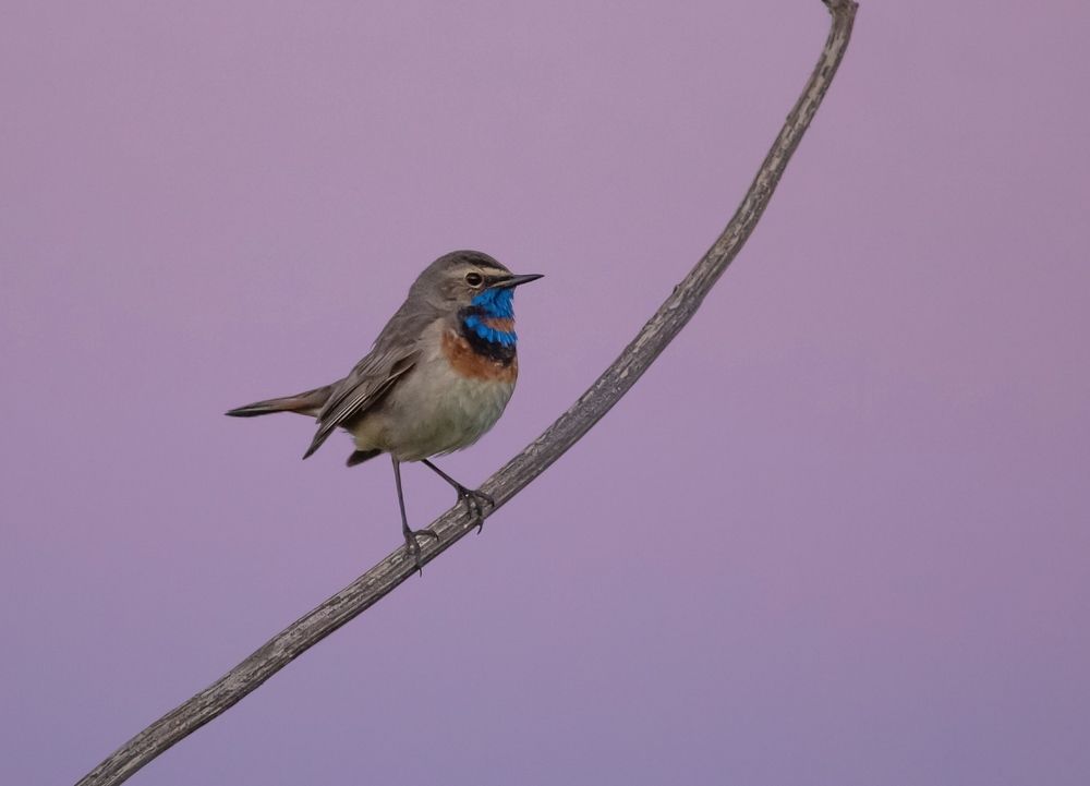 Photograph by Елена Хорохорина