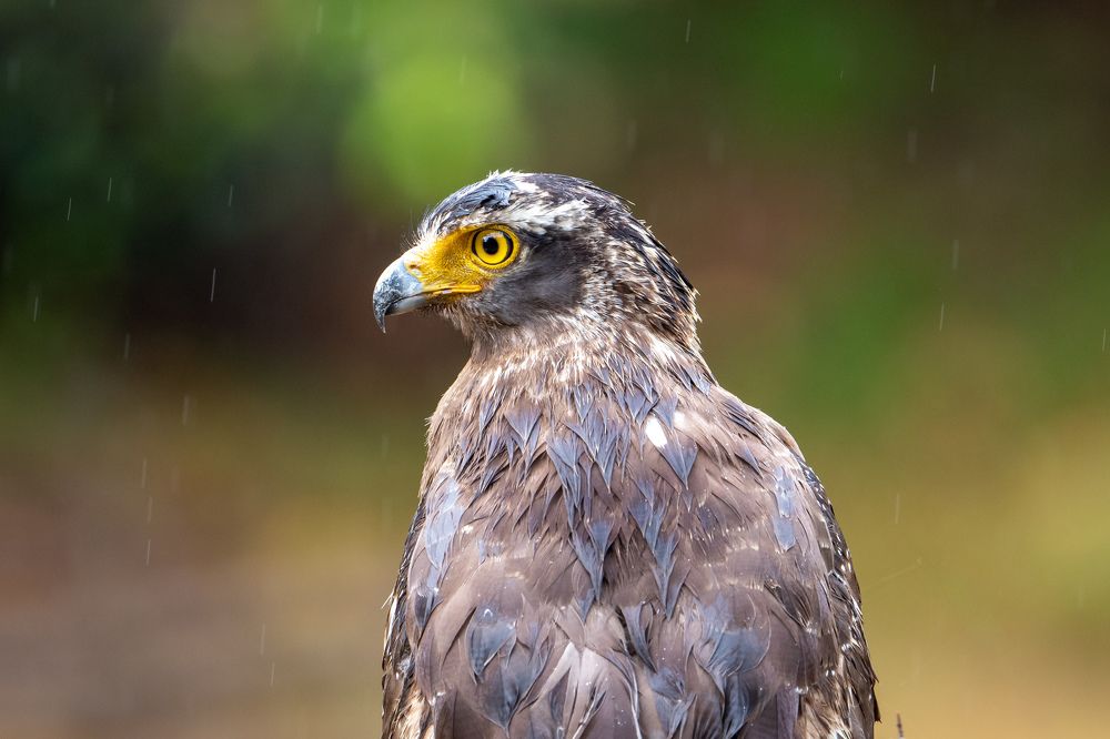 Photograph by Umesh Ranasinghe