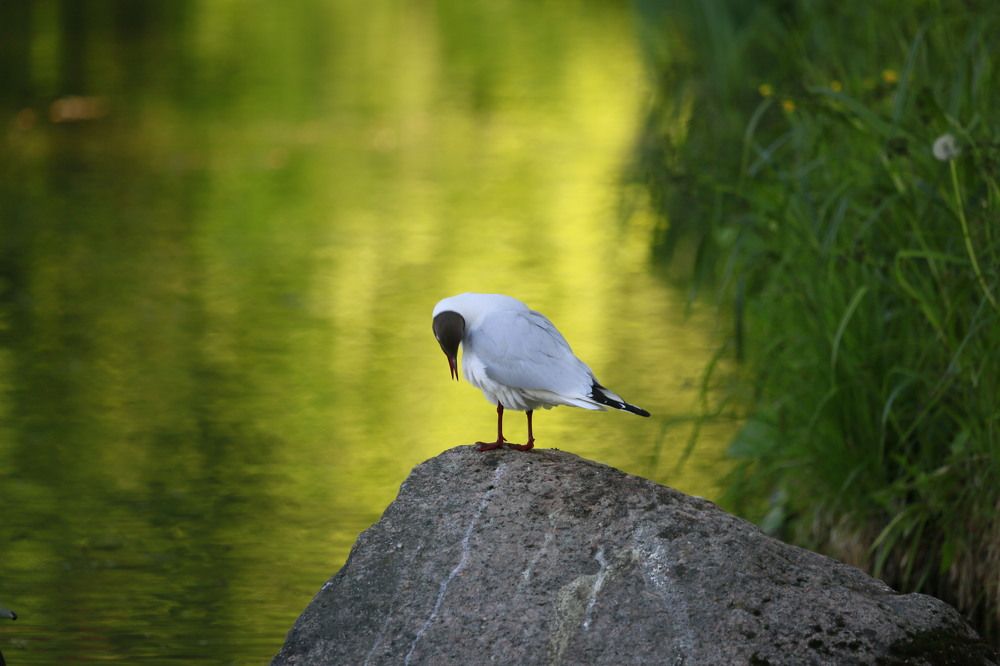 Чайка на камне