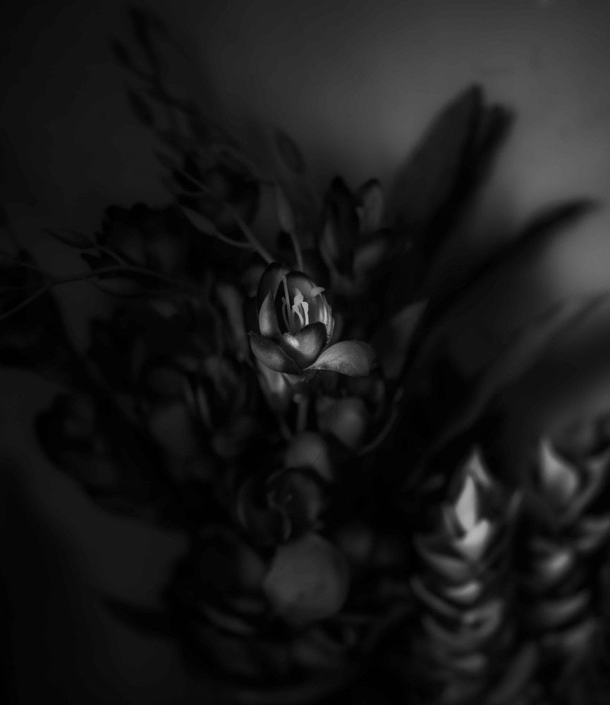 Photograph by Mahmud Tareq Khan