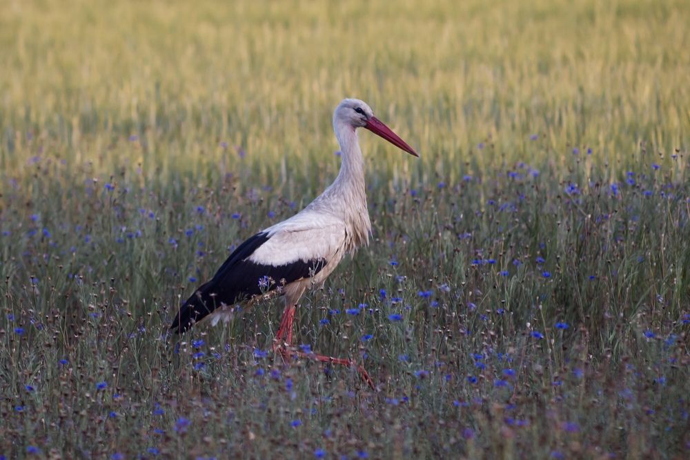 Photograph by Bruno Golemac