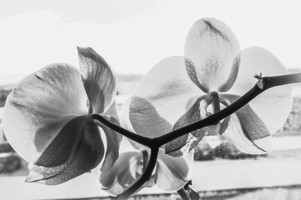 Photograph by Simona Ariton