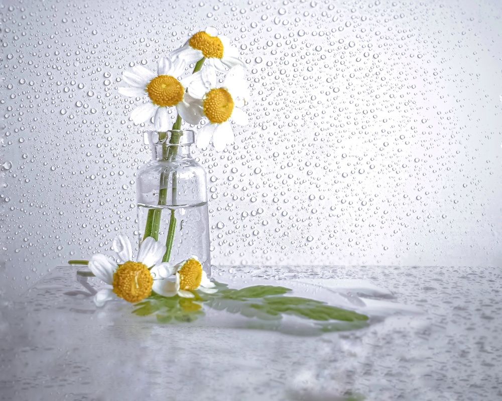 Микроромашки