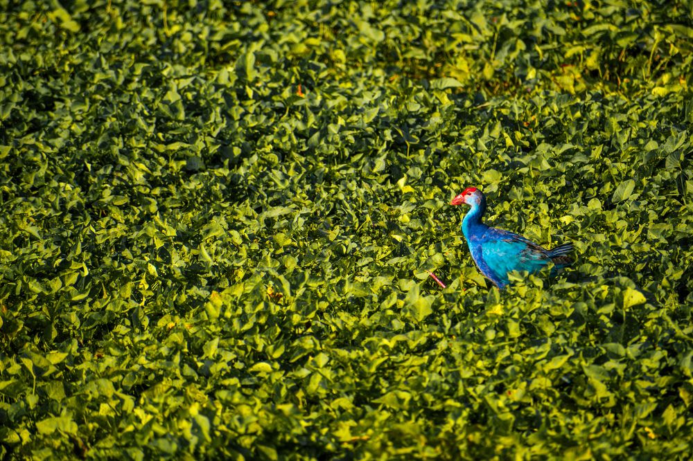 Photograph by Afjalali Saiyed