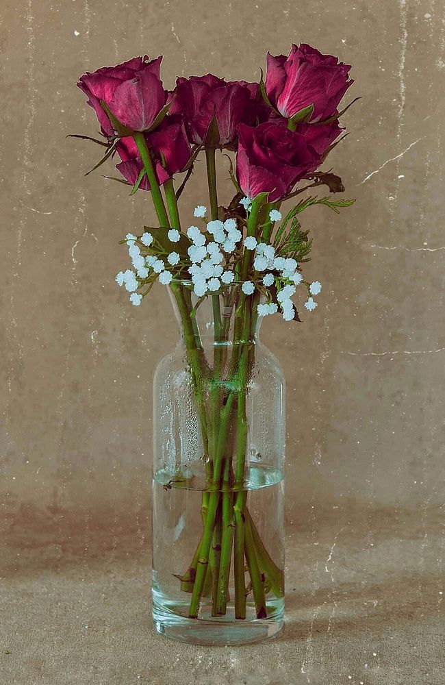 Фотография автора amal ahmed