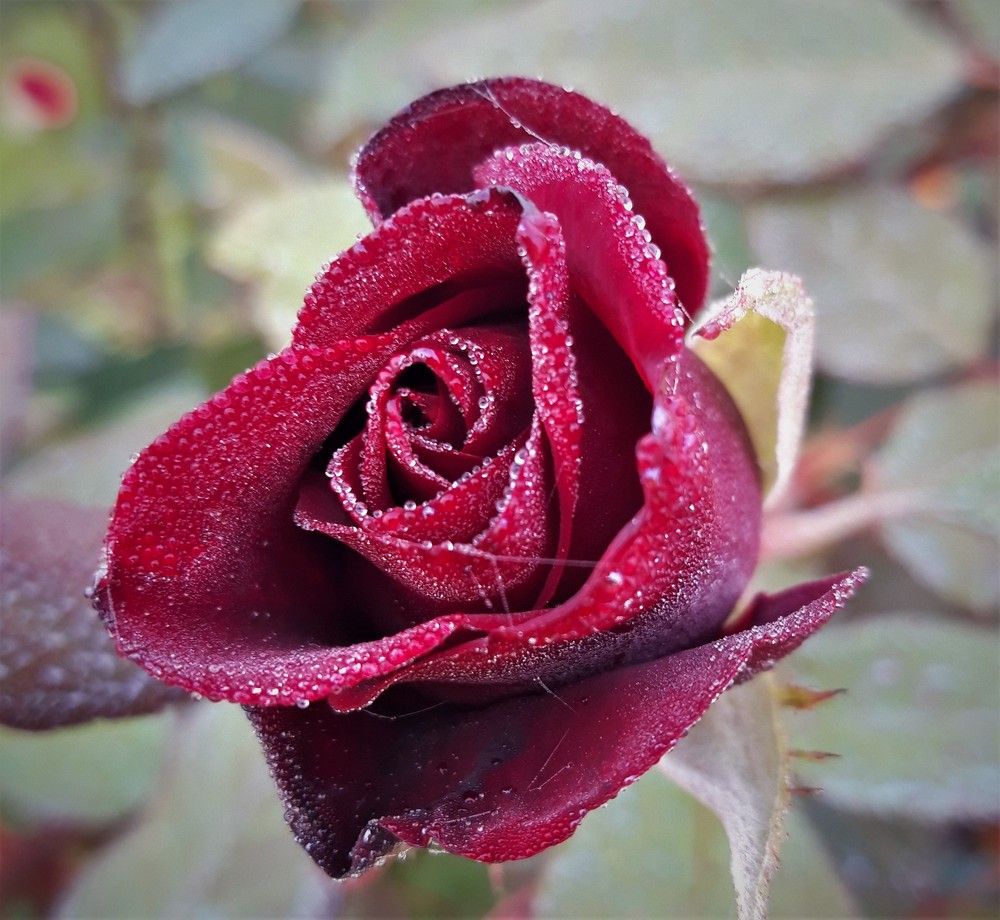 Фотография автора Елена Пикатова