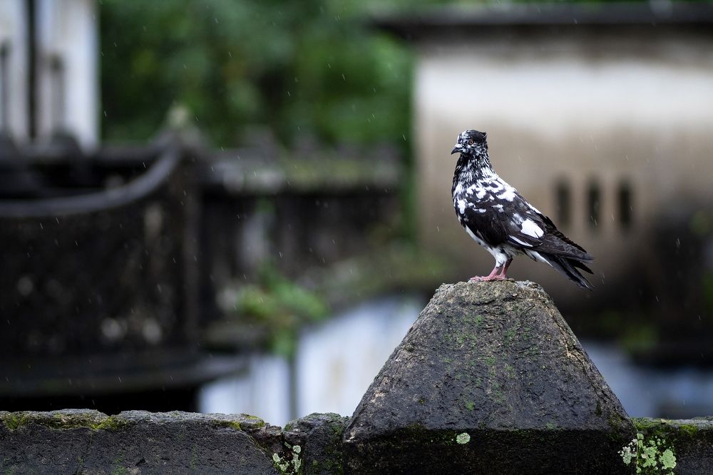 Photograph by Hriday Das