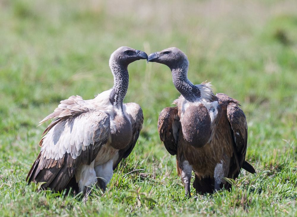 Photograph by Ranjith Kumar