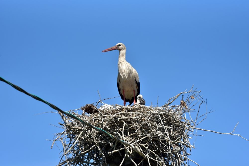 Фотография автора Сергей Чесноков