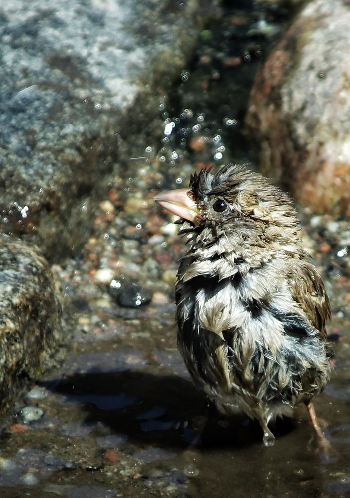 Воробей и фонтан