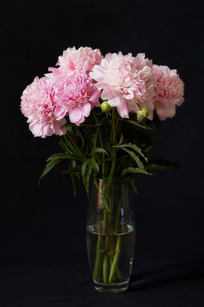 Фотография автора Елена Ельшина