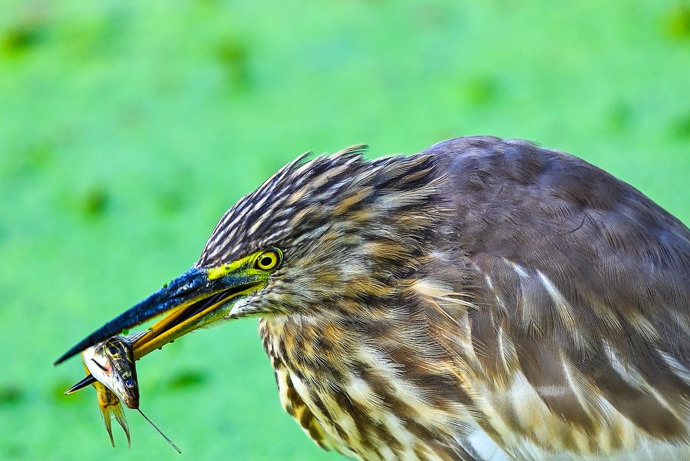 Photograph by Vijay Singh Chandel