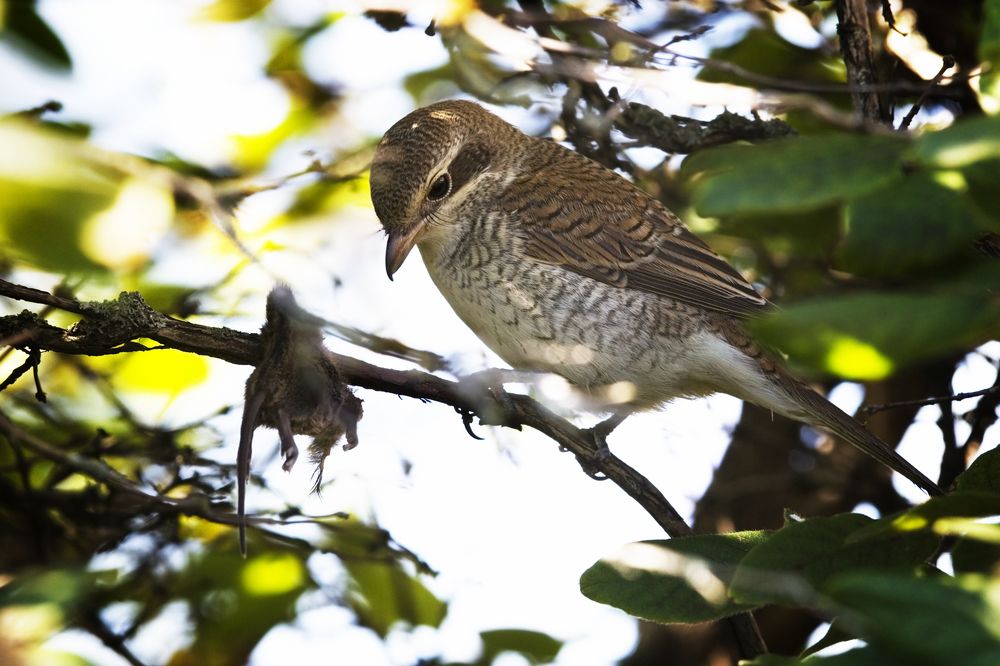 Хищница.  Predator.