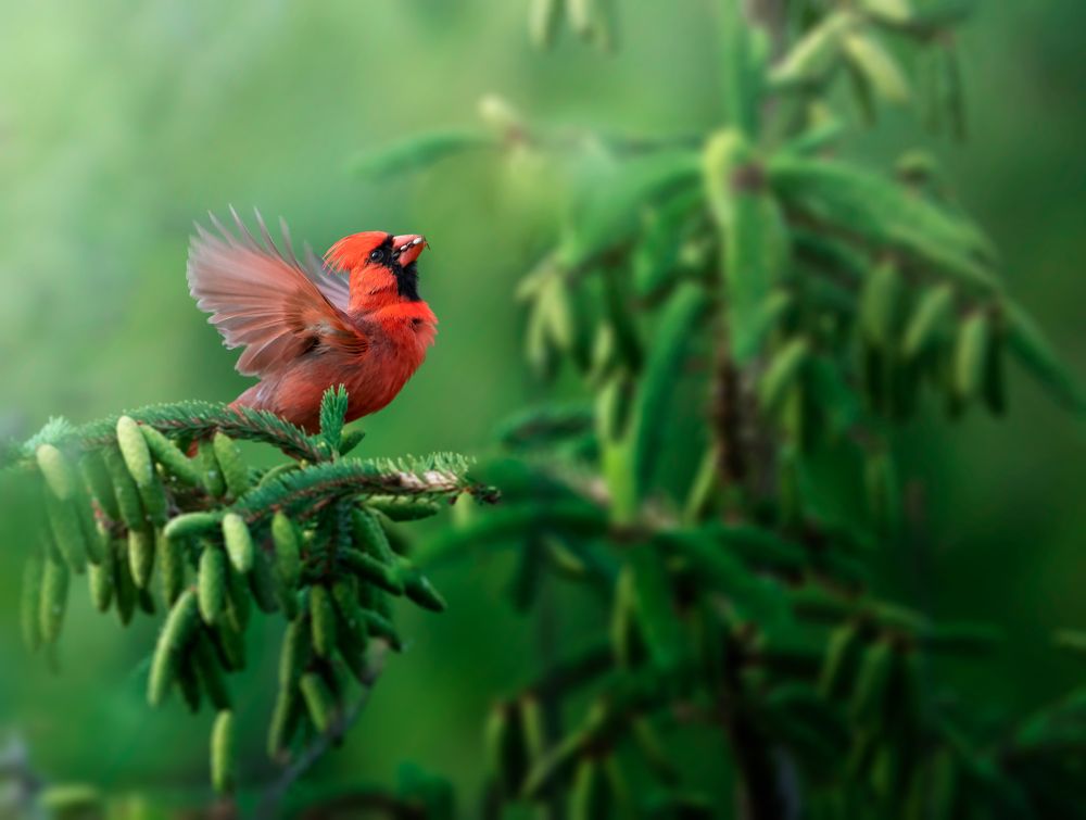 Northern Cardinal In Motion
