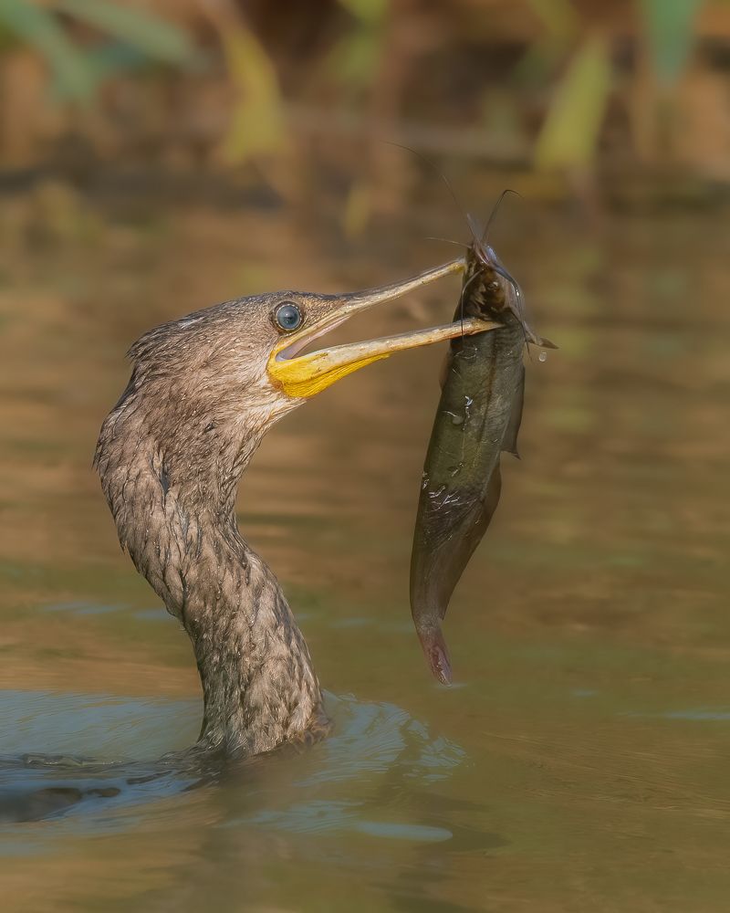 Фотография автора M Anandhu