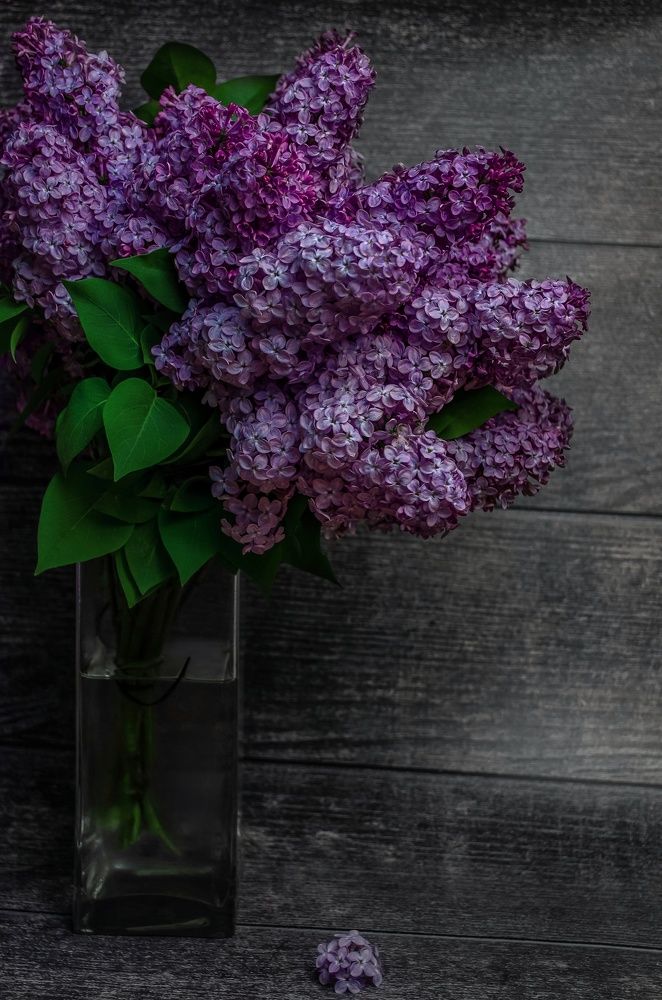 Photograph by Вероника Романенко