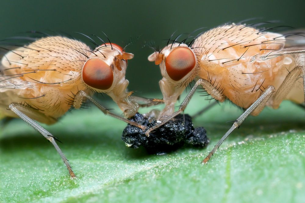 Photograph by Soheil Shahbazi