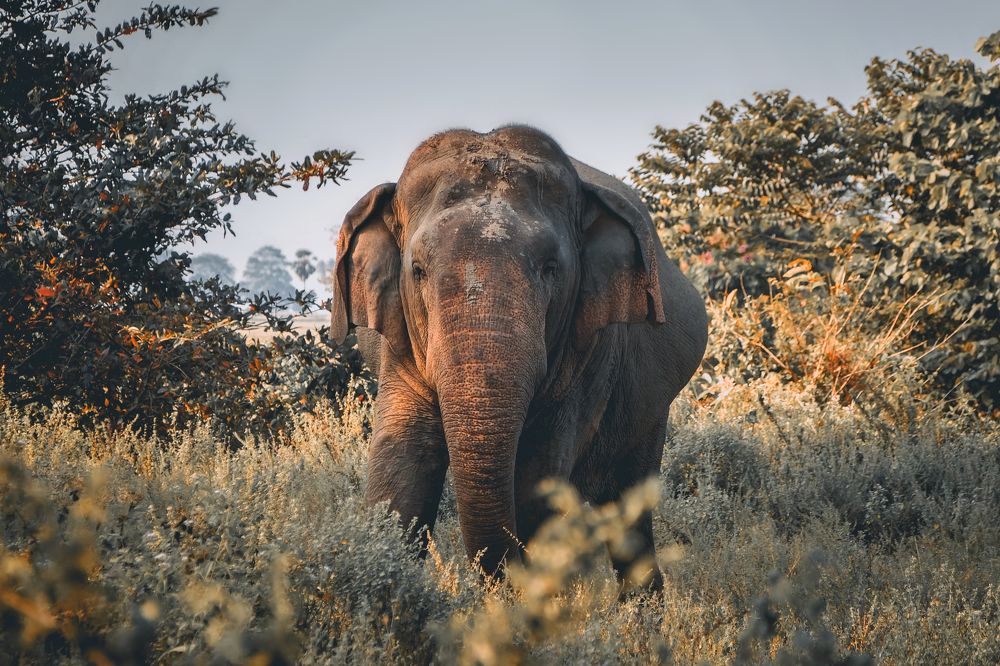 Photograph by Mohamed Aashik Mohamed Caseem