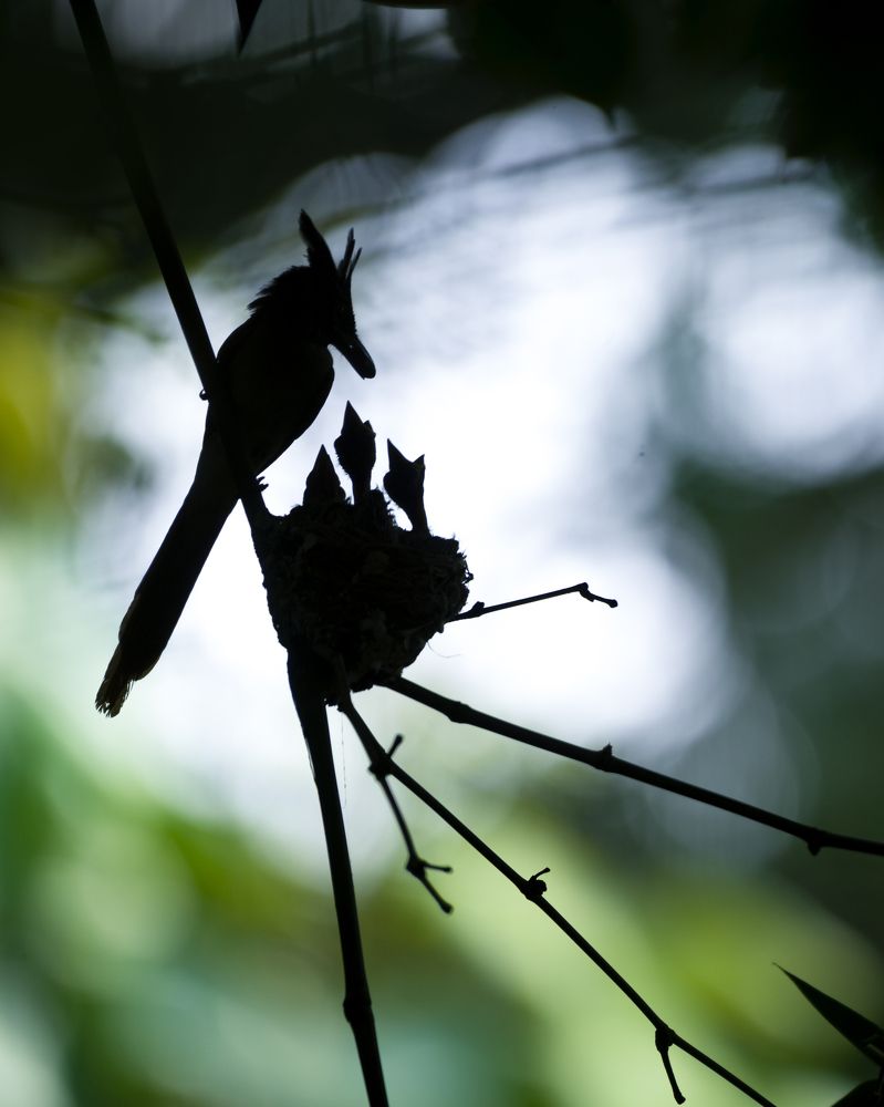 Indian paradise flycatcher
