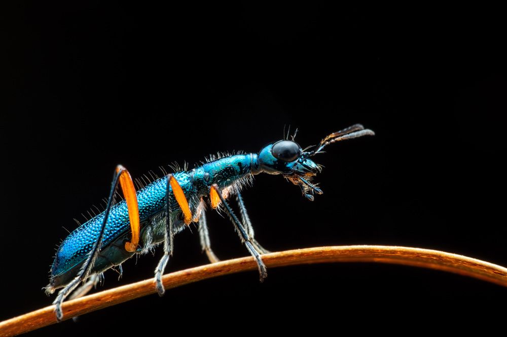 Blue Tiger Beetle