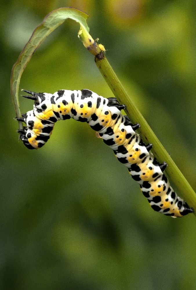 Photograph by Сергей Балухта