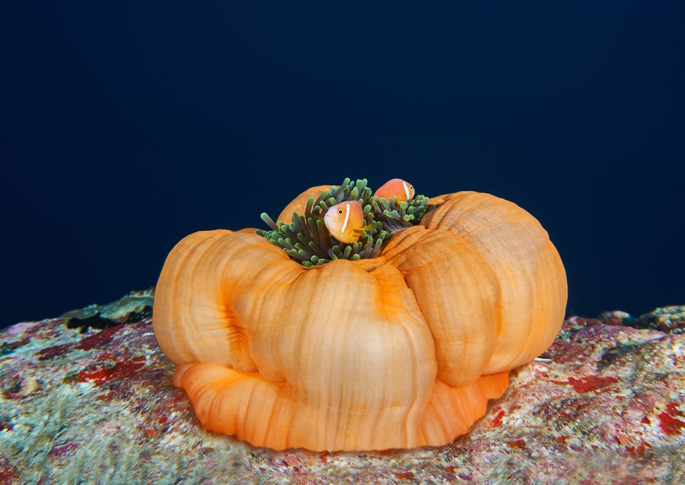 Photograph by Данильченко Андрей