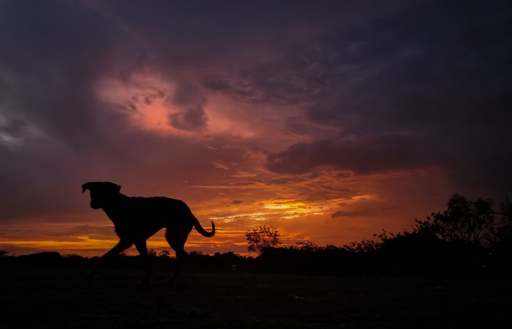 Photograph by Sarang Mulay