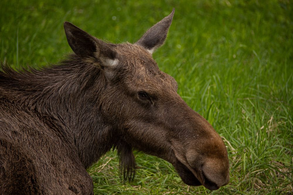 Photograph by Kipkaev Oleg