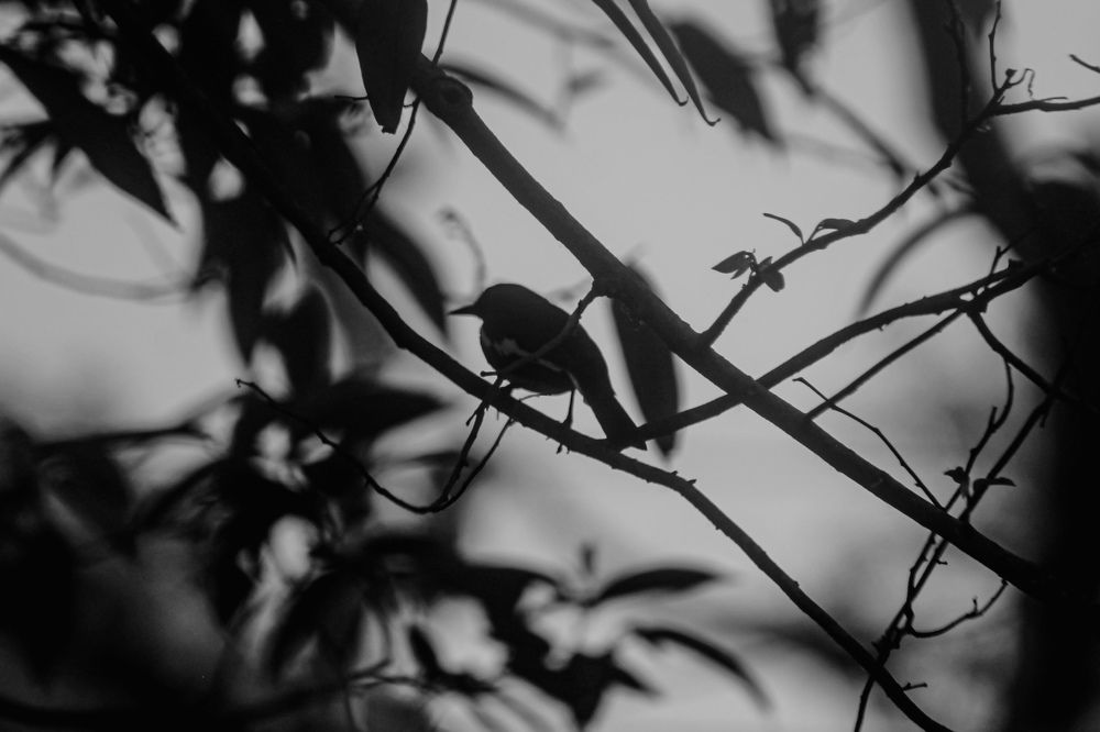 Photograph by Farhan anzum