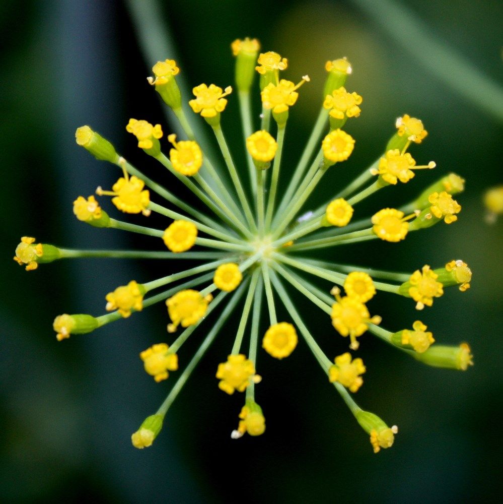 Форма - совершенство!