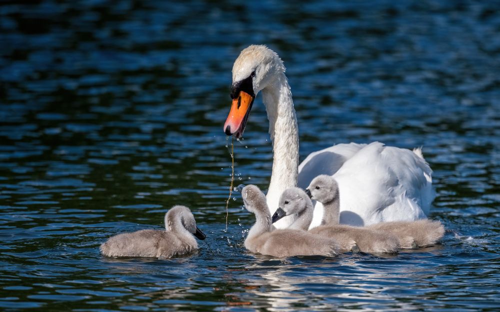 Photograph by NUR AZIMAH THERESA ABDULLAH