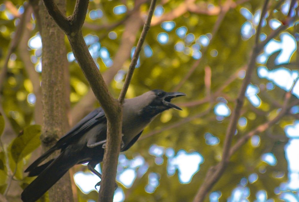Screaming crow