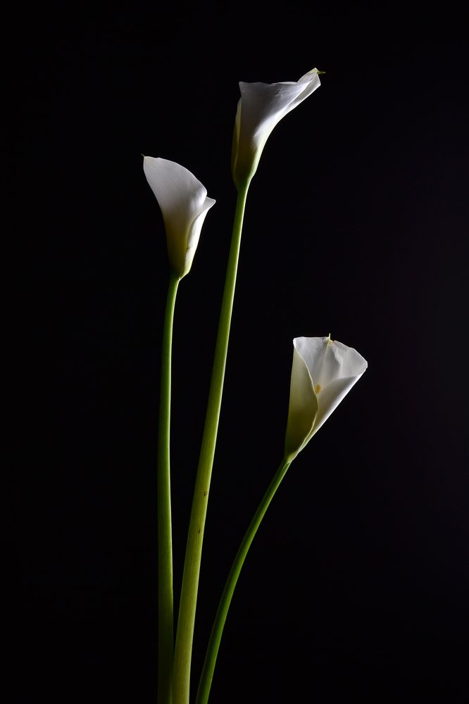 Photograph by Наталья Ивочкина