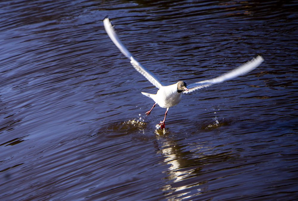 Photograph by Марина Евченко