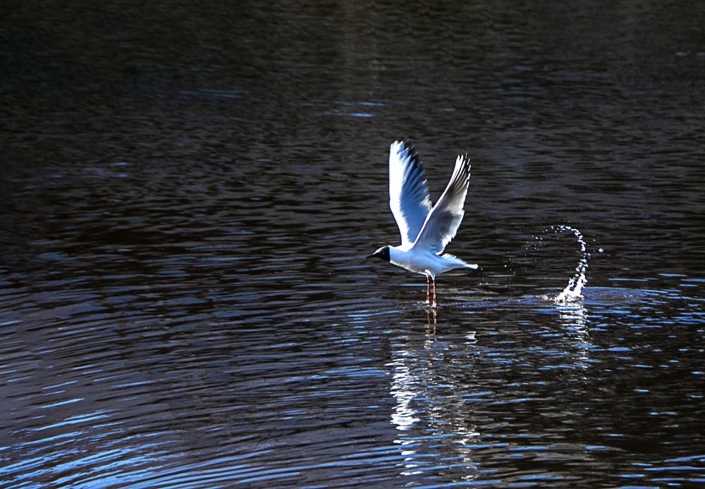 Photograph by Марина Евченко