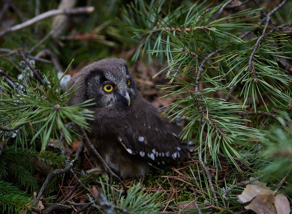 Photograph by Галина Павлова