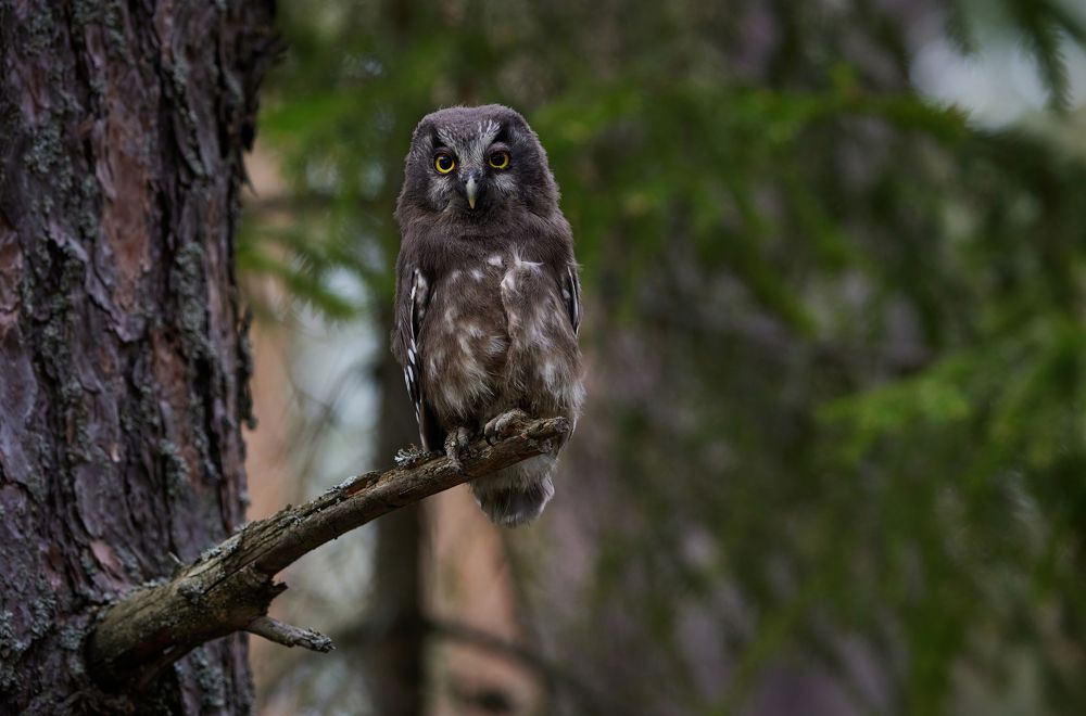 Photograph by Галина Павлова