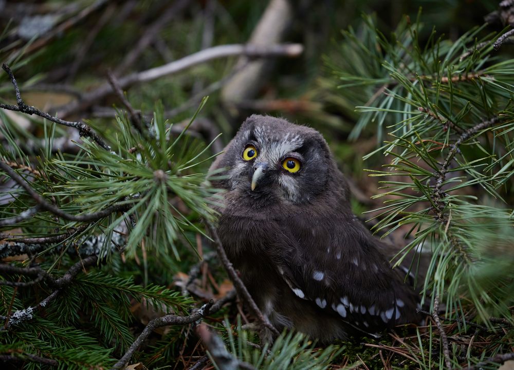 Photograph by Галина Павлова