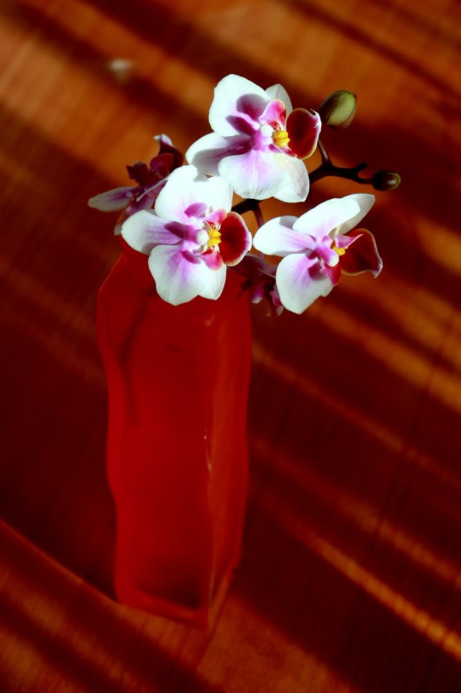 Photograph by Ольга Павлова