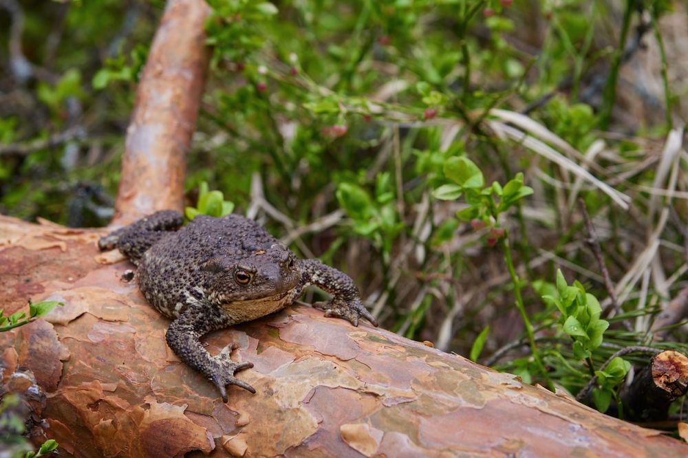 Photograph by Галина Павлова