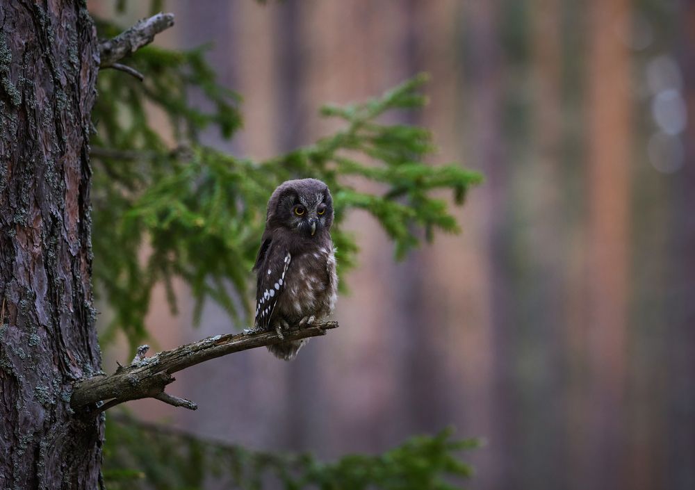 Photograph by Галина Павлова