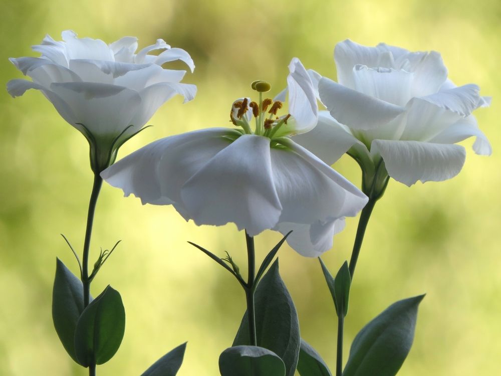 Белая эустома