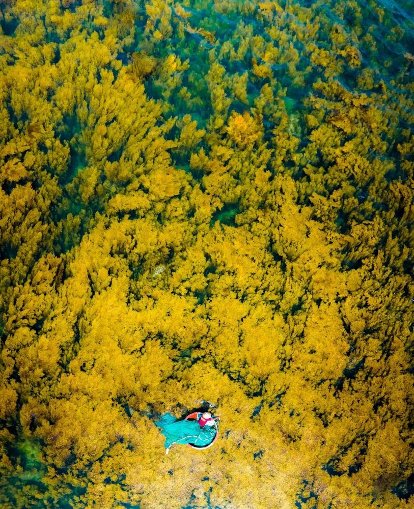 Catching fish on a new seaweed season