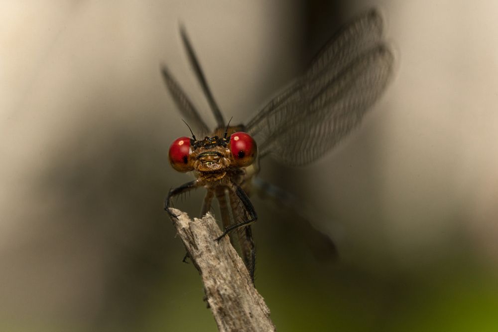 Фотография автора Jorge Luis Gil Rodríguez