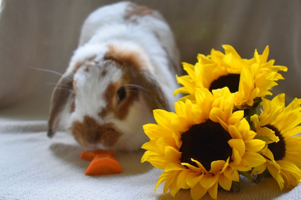 Photograph by Virginia Azocar