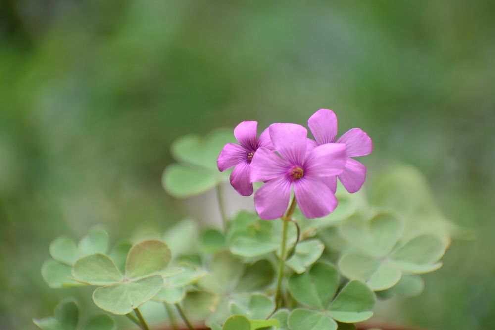 Photograph by Virginia Azocar