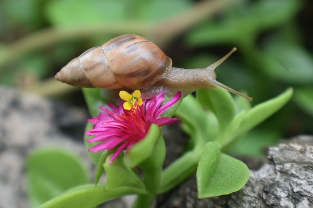 Photograph by Virginia Azocar