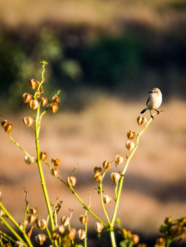 Photograph by Saumy Nagayach