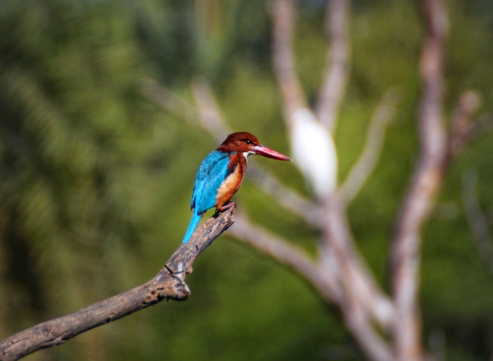 Photograph by Saumy Nagayach