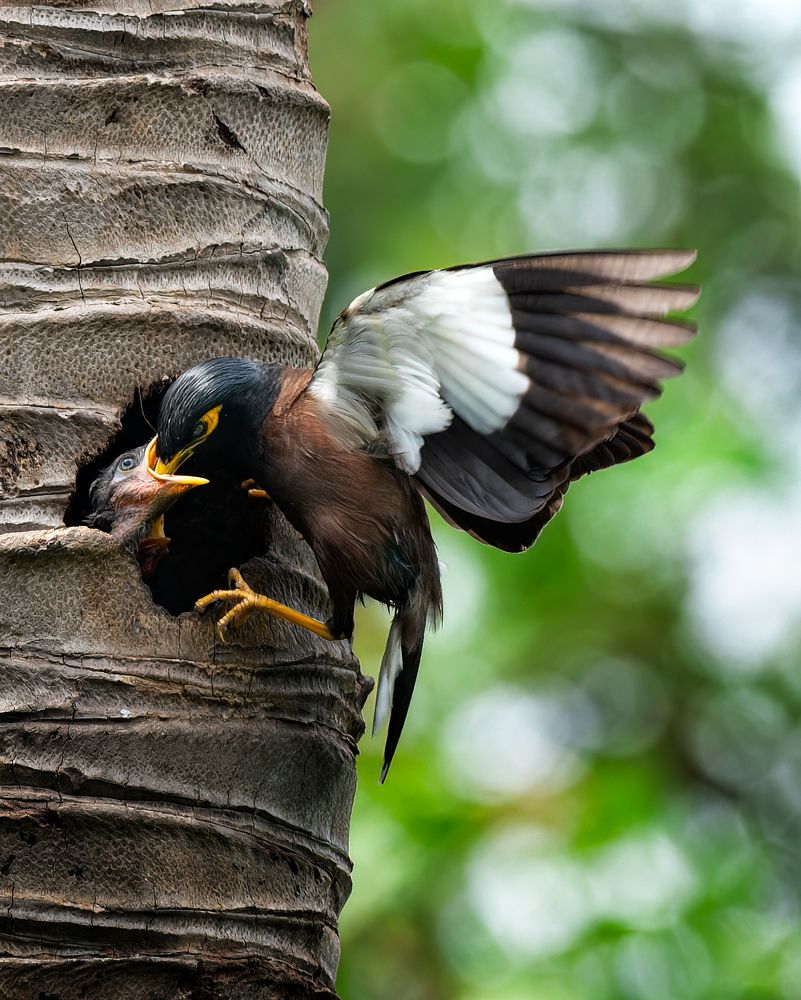 Common Myna